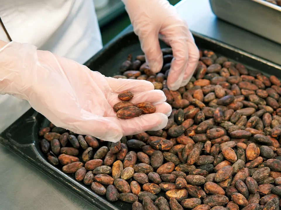 カカオ豆の選定